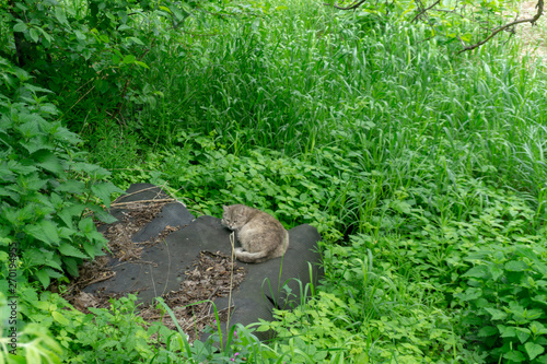 Cat sleeps in the green bushes