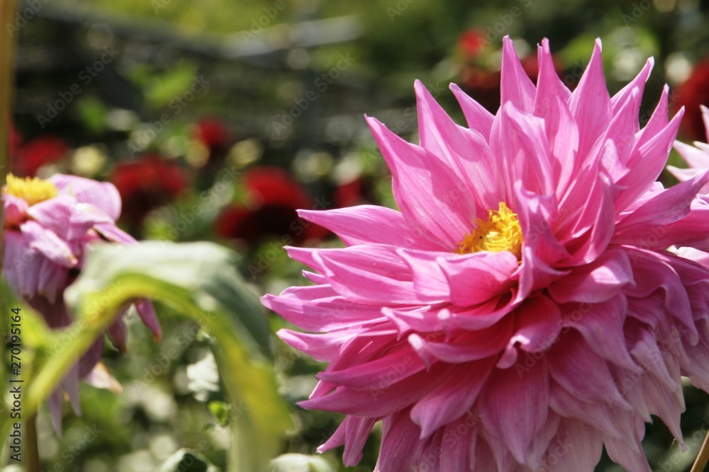 Obraz premium 公園に咲いていた綺麗なダリア