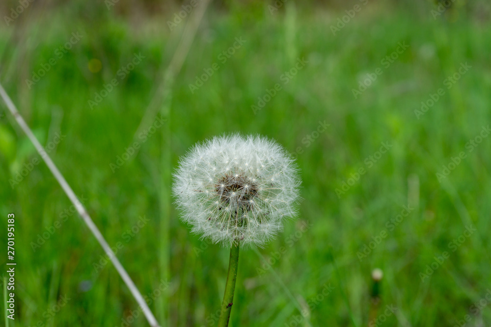 Dandelion flower with seeds ball close up view Dandelion flower with seeds ball close up view