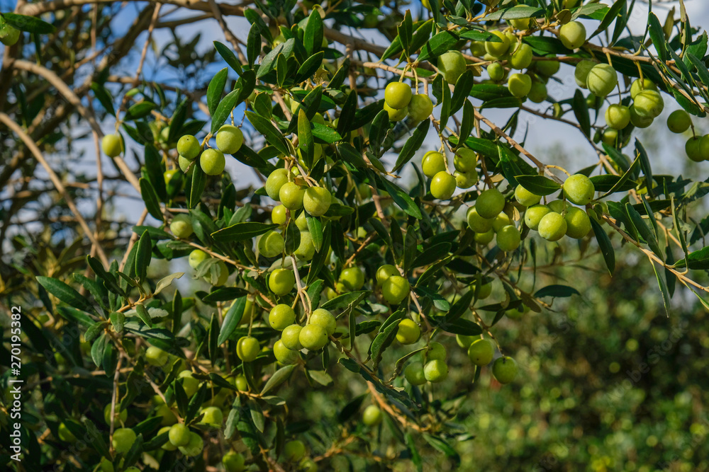 Green Olives on the Tree Branches, Mallorca Island, Spain
