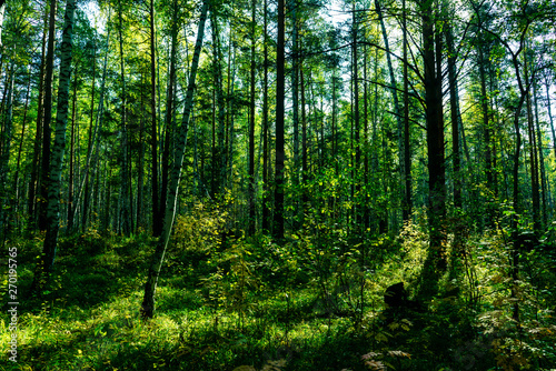 Fototapeta Naklejka Na Ścianę i Meble -  Summer Forest Background