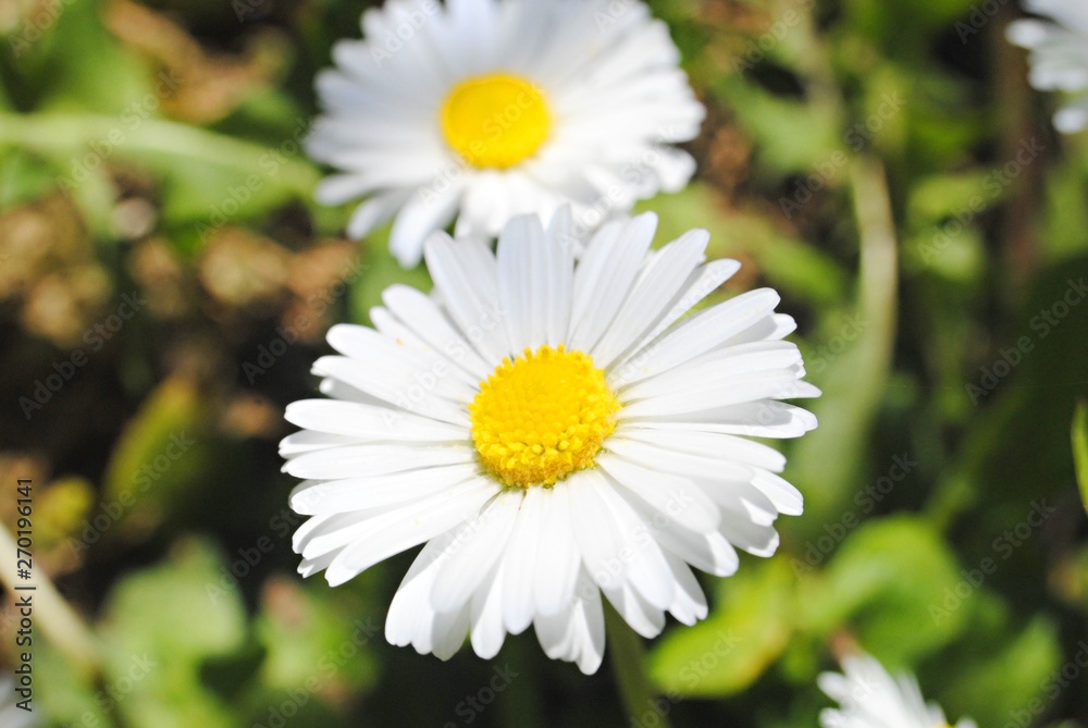 Obraz premium Marguerites