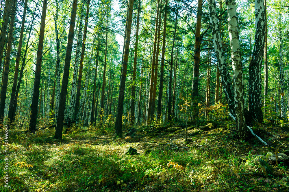 Obraz premium Lato w tle lasu