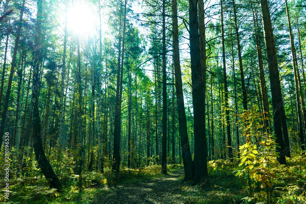 Fototapeta premium Summer Forest Background