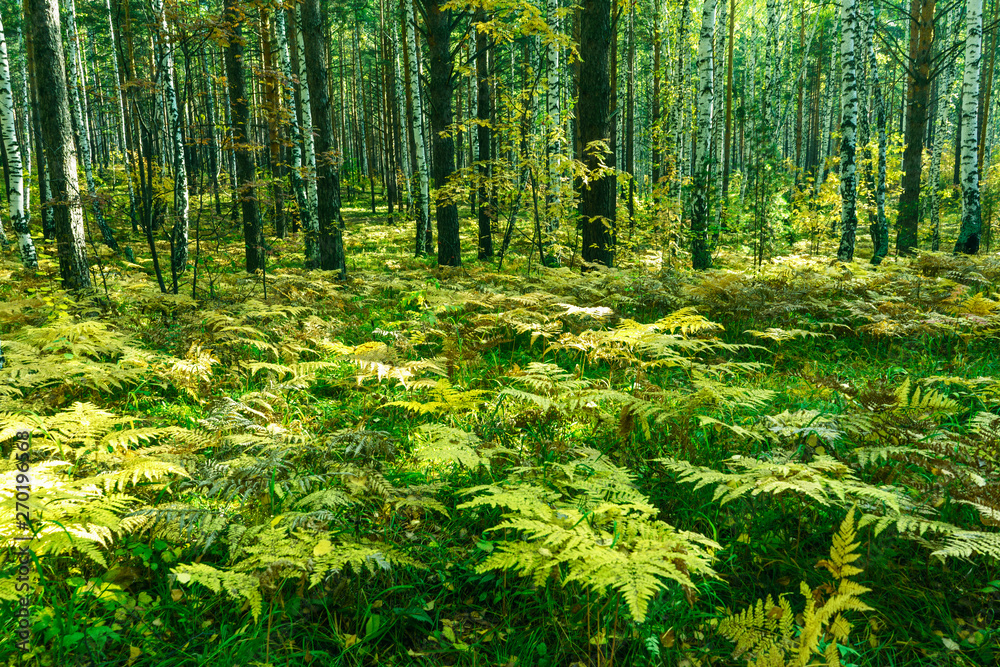 Fototapeta premium Summer Forest Background