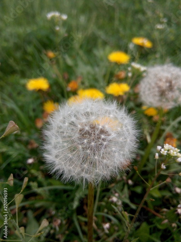 Faded dandelions in the spring on the meadow in the field