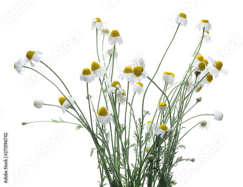Chamomile flower isolated on white background, with clipping path