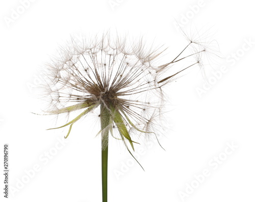Dandelion spores blowing isolated in white