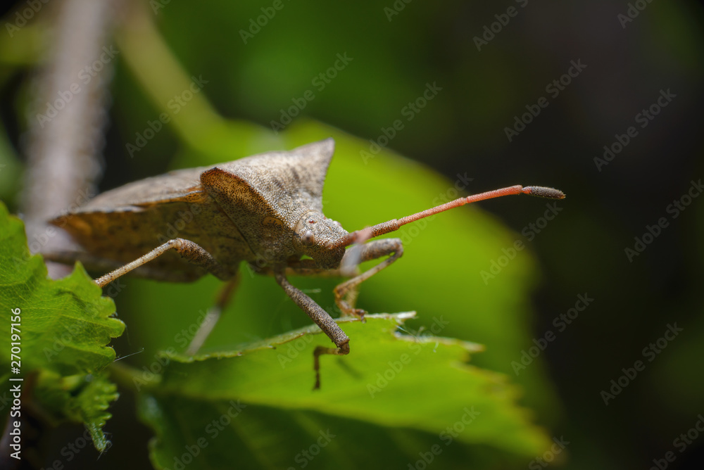 Big brown bug sits on a green leaf. Insect on leaf extreme close up photo. Big brown bug sits on a green leaf. Insect on leaf extreme close up photo.