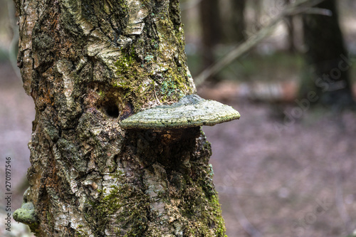 An old stump, infected by fungal plant pathogen - Polypore fungus. This species infects trees through broken bark, causing rot and continues to live on trees long after they have died, as a decomposer