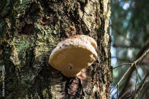 An old stump, infected by fungal plant pathogen - Polypore fungus. This species infects trees through broken bark, causing rot and continues to live on trees long after they have died, as a decomposer