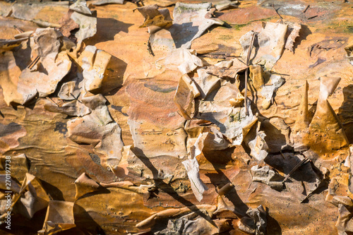 Fragment of natural bark, lit by the soft evening sunlight, may be used as contemporary expressive element of ecological or naturalistic style for interior or graphic design.