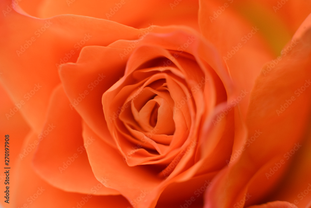 close-up orange rose texture of petals for background floristic composition, decorative bouquet macro close-up orange rose texture of petals for background floristic composition, decorative bouquet macro