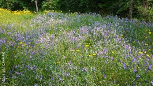 A scene where purple wildflowers bloom beautifully between green grass and trees