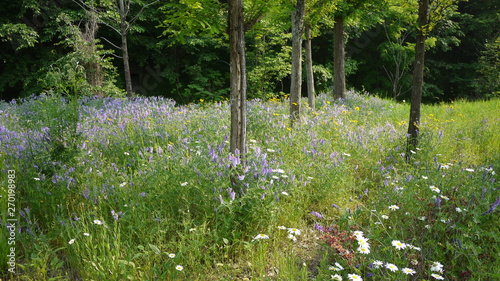 A scene where purple wildflowers bloom beautifully between green grass and trees
