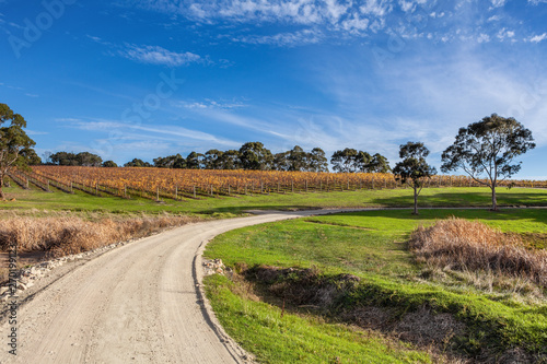 Road winding through vineyard in scenic Australian countryside photo