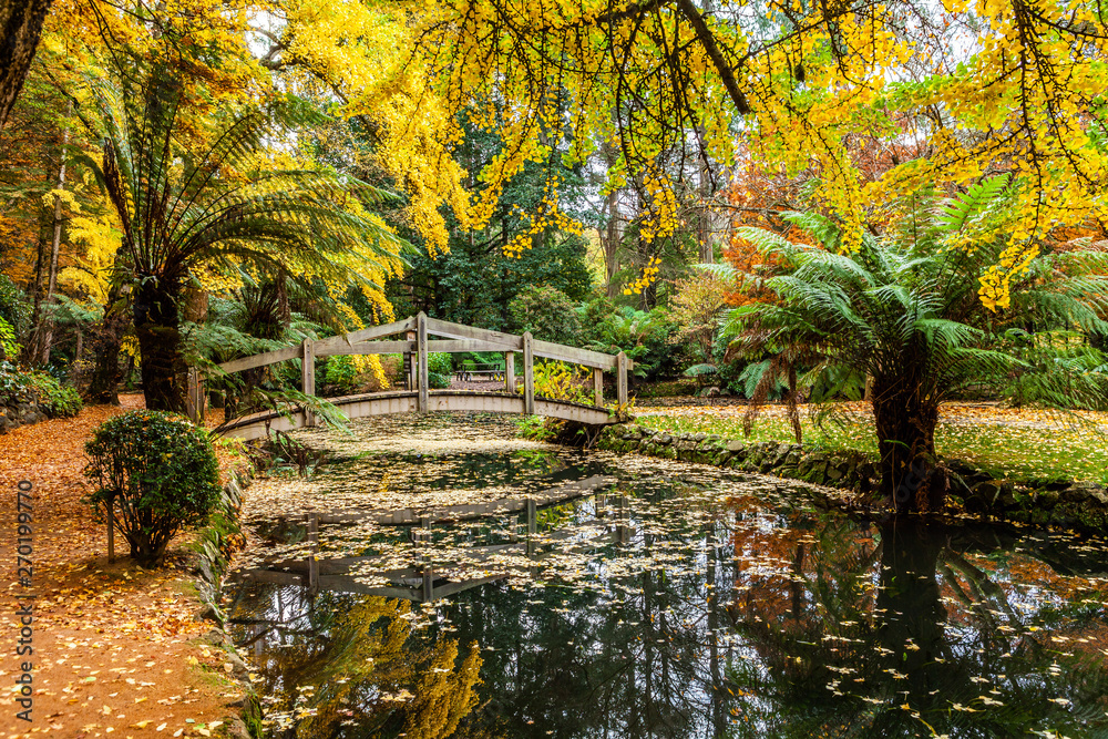 Beautiful wooden footbridge across pond covered with autumn foliage in a garden. Dandenong Ranges, Australia