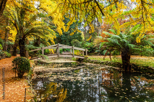 Beautiful wooden footbridge across pond covered with autumn foliage in a garden. Dandenong Ranges, Australia