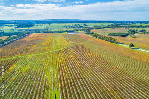 Aerial view of beautiful straight golden rows of large vineyard in Australia photo
