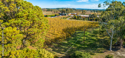 Aerial view of vineyard with yellow leafed vines in Australia