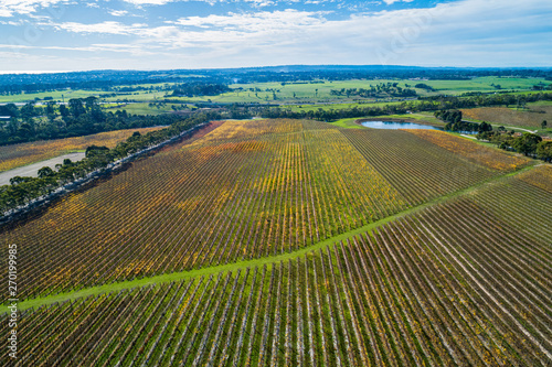 Beautiful scenic vineyard on a sunny day in Australia - aerial view