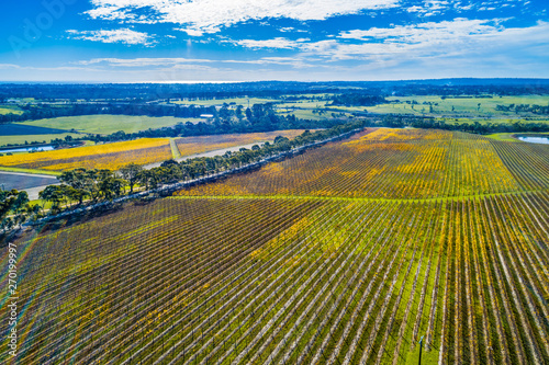 Huge vineyard on bright autumn day in Australia - aerial view