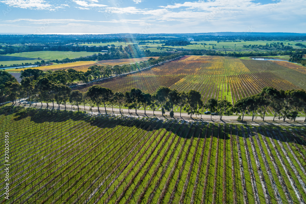 Aerial landscape of vineyard in autumn