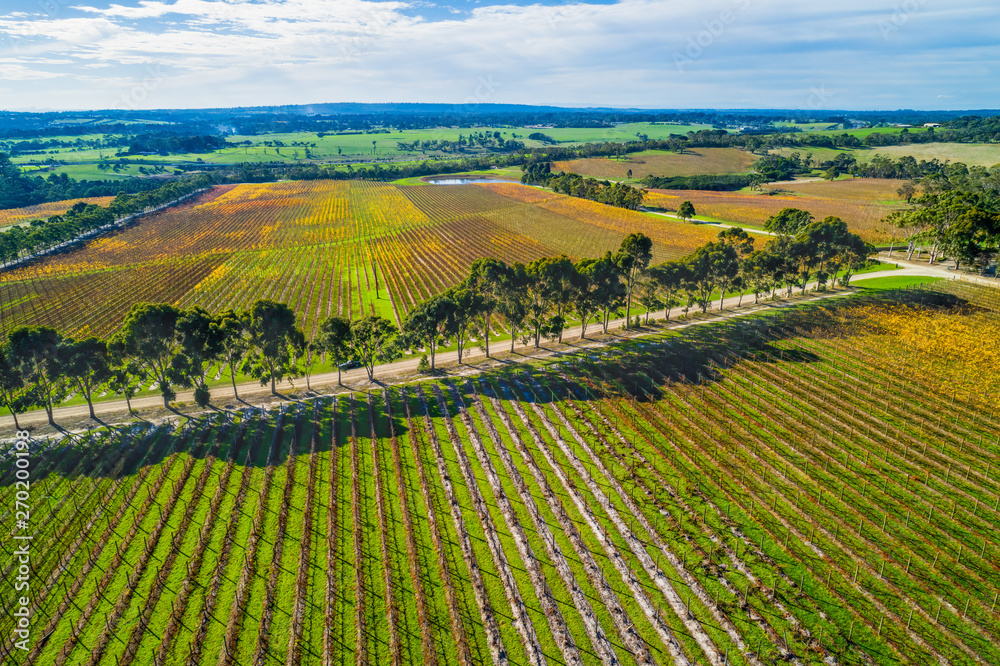 Straight rows of vines and scenic countryside - aerial landscape