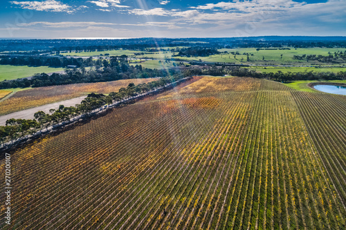 Vineyard and surrounding scenic countryside on bright sunny day - aerial landscape photo
