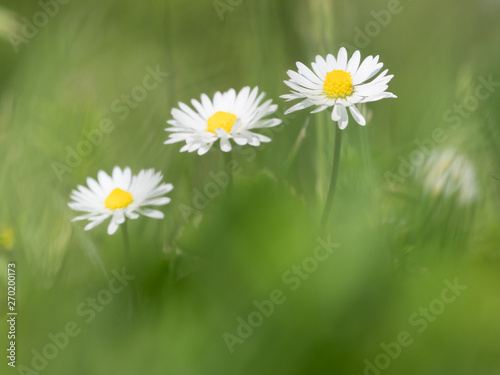 Close up focus on one of three diaisies in a meadow.Foreground and background are blurred with depth of field