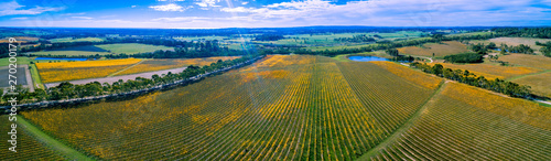 Huge vineyard in autumn on bright sunny day - wide aerial panoramic landscape photo