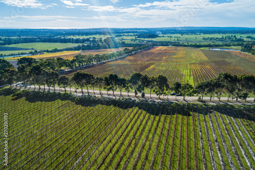 Aerial landscape of vineyard in autumn photo