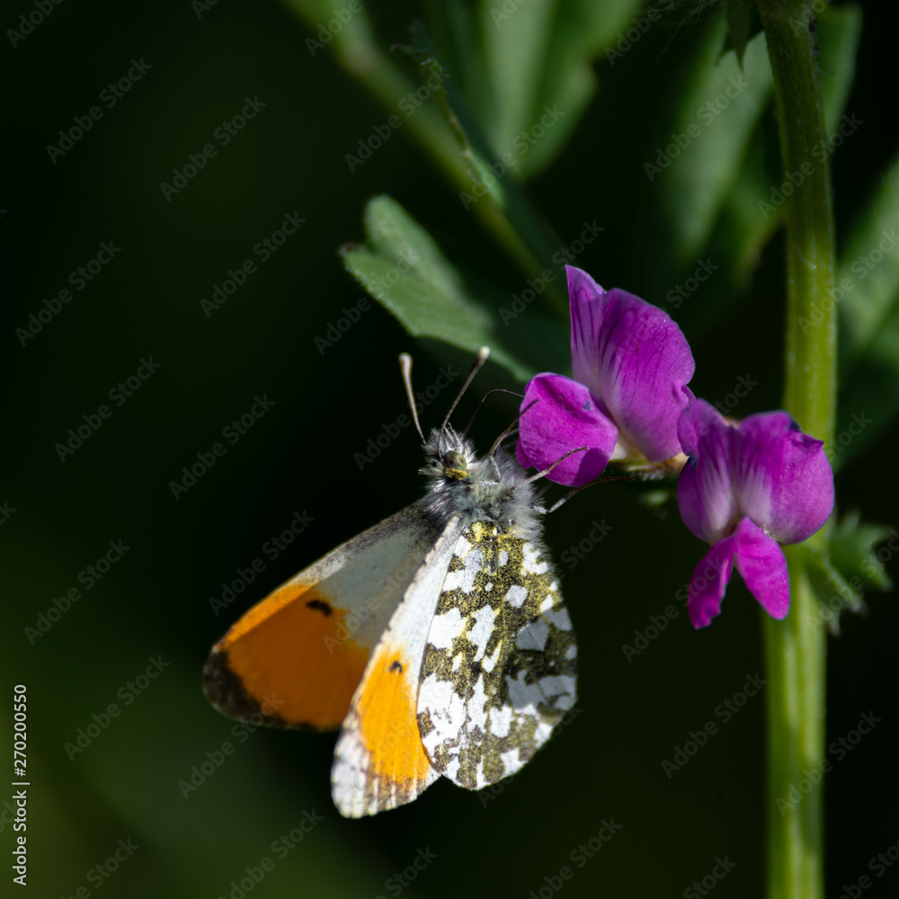 Orange tip Butterfly Resting on a Purple Flower Orange tip Butterfly Resting on a Purple Flower