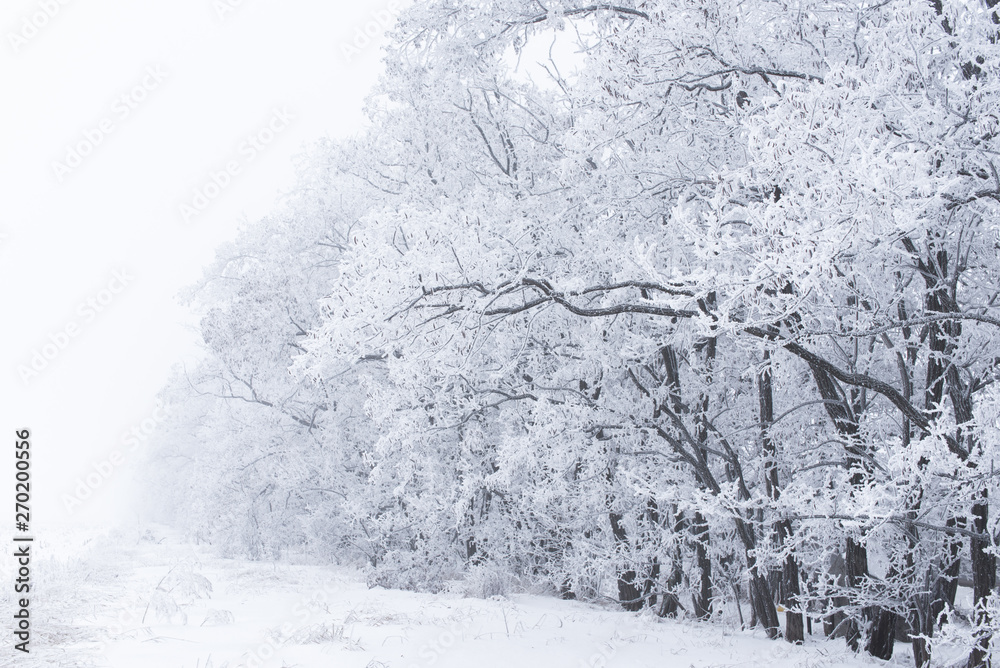 forest in the frost. Winter landscape. Snow covered trees