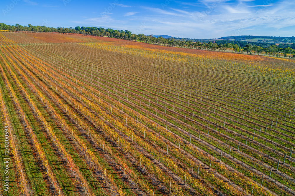 Large vineyard in autumn in Melbourne, Australia