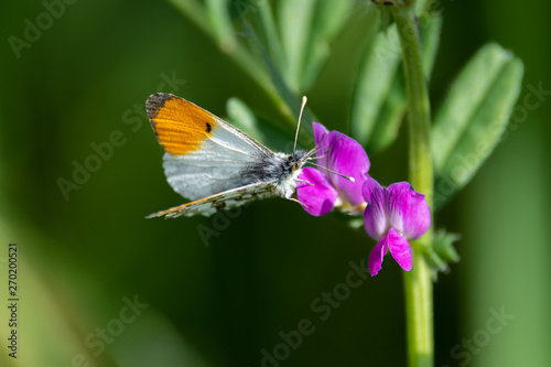 Orange tip Butterfly Resting on a Purple Flower