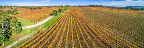 Large vineyard in autumn - aerial panoramic landscape photo