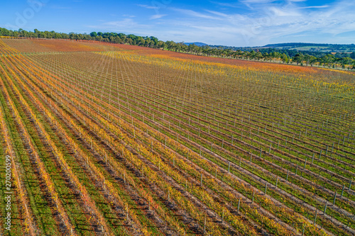 Large vineyard in autumn in Melbourne  Australia
