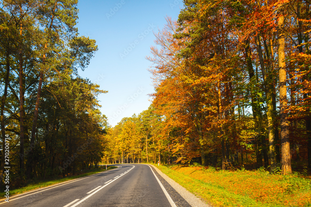 Straight road in autumn. 