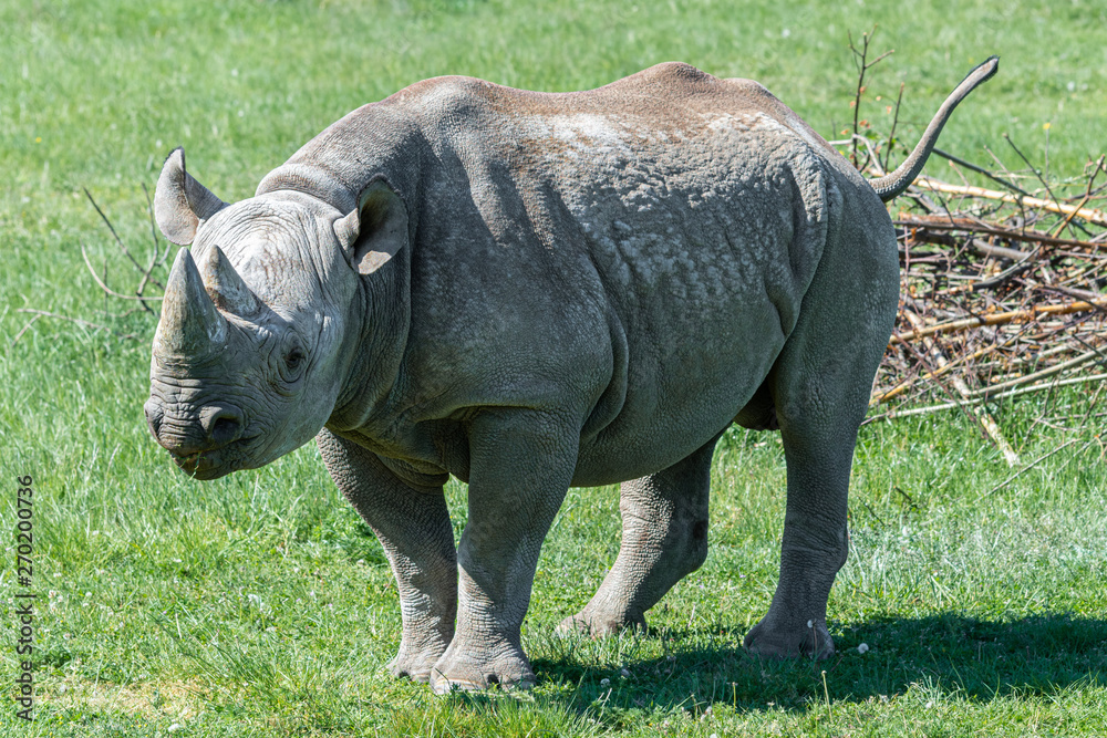 Fototapeta premium Endangered Eastern Black Rhino Grazing on Grass