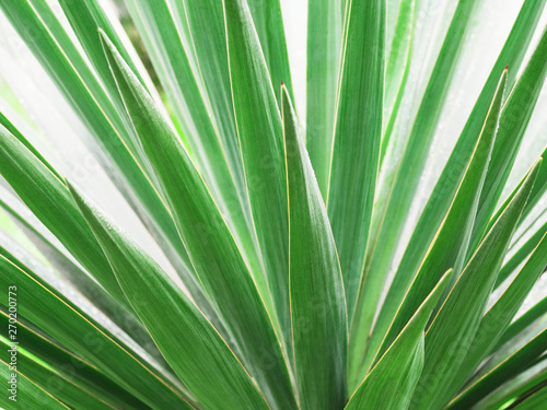 Closeup of green palm leaves. Tropical natural background