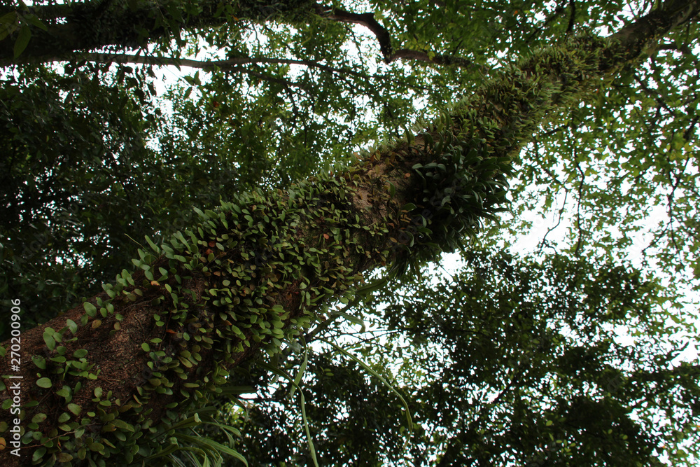 Fototapeta premium tree in the fort canning park in singapore