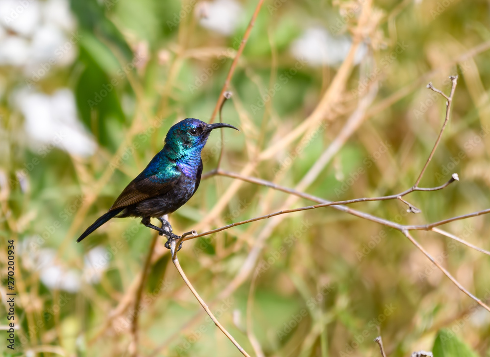 Male Palestine Sunbird Sitting on Tree Branch