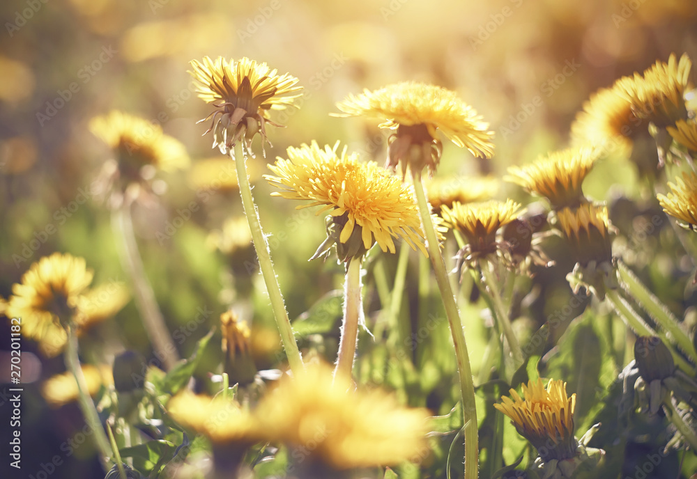 Cheerful yellow life-affirming dandelion flower blooms in a bunch in the meadow in the summer, illuminated by bright sunlight.