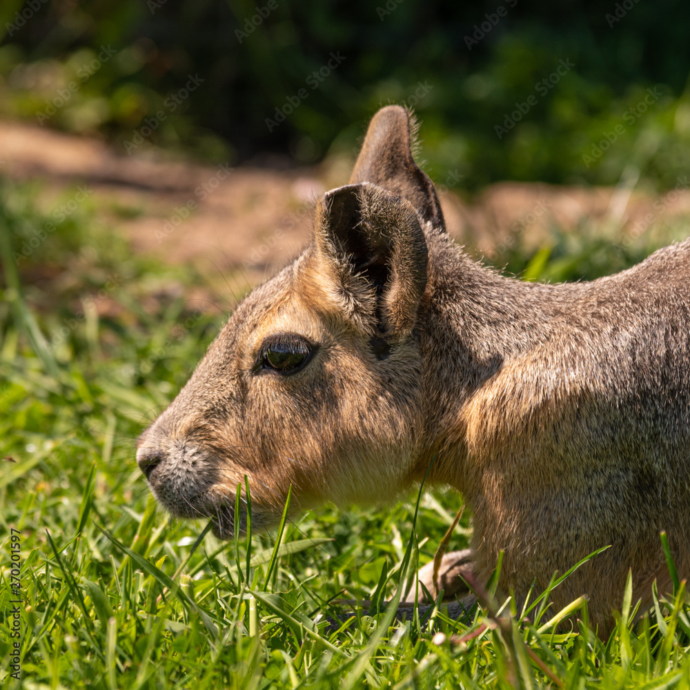 Fototapeta premium Mara Laying in the Shade on Grass and relaxing 