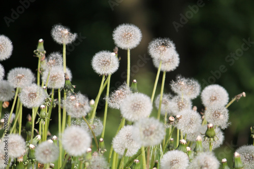 Dandelions white seed heads (blowballs) close-up in nature. May, Belarus
