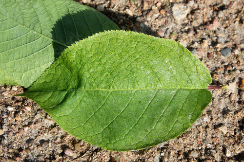 Virus-triggered symptoms of chlorotic mottling and mosaic on green leaf of bird cherry (Prunus padus). May, Belarus