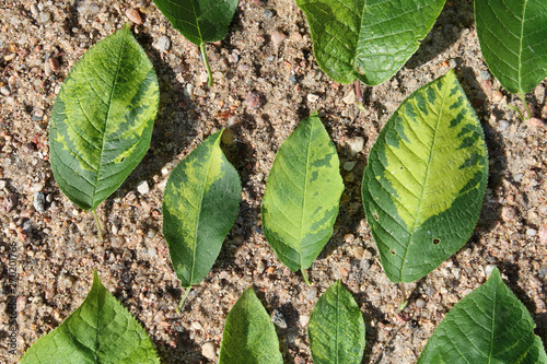 Virus-triggered symptoms of chlorotic mottling and mosaic on green leaves of bird cherry (Prunus padus). May, Belarus photo