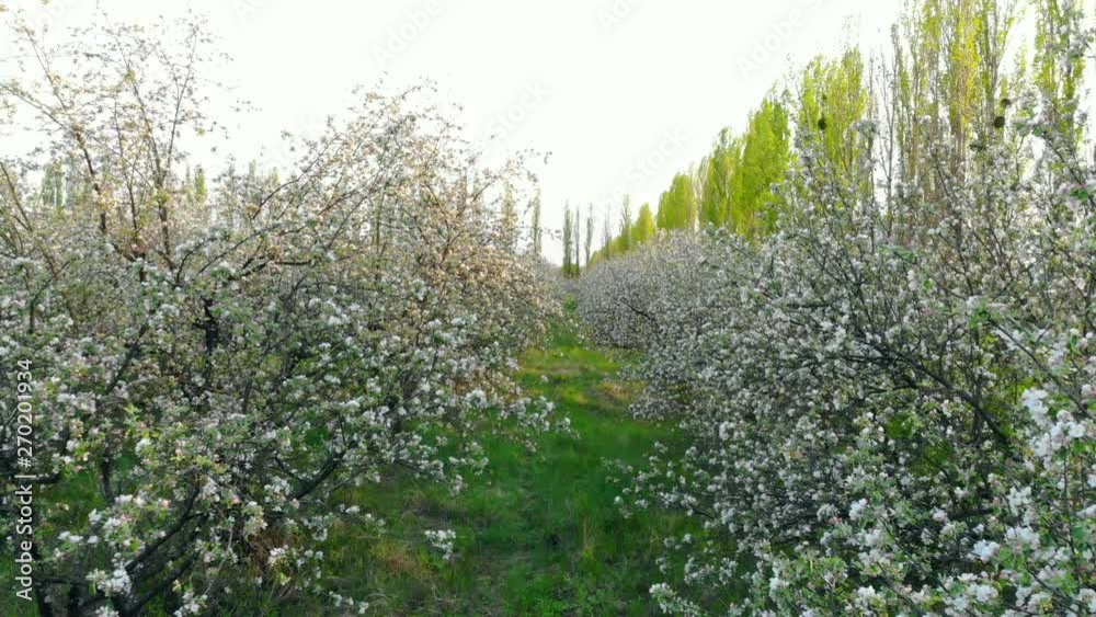 Flying between branches of flowering trees in apple orchard Flying between branches of flowering trees in apple orchard