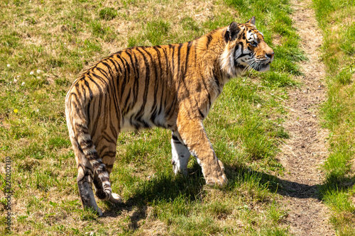 Fototapeta Naklejka Na Ścianę i Meble -  Amur Tiger Pacing up and down on Grass